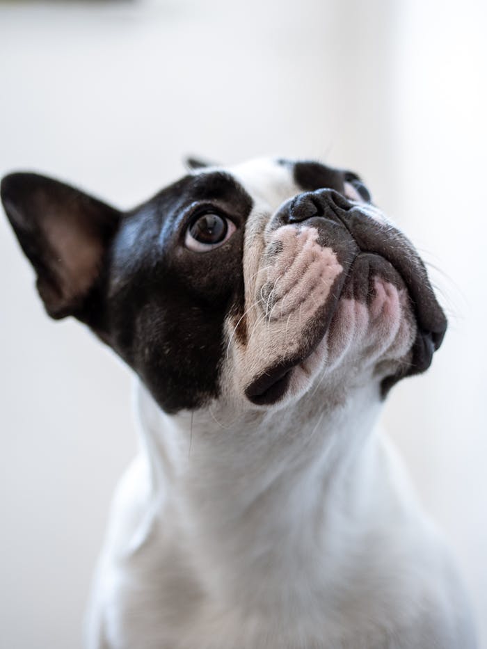 White and Black Short Coated Bulldog